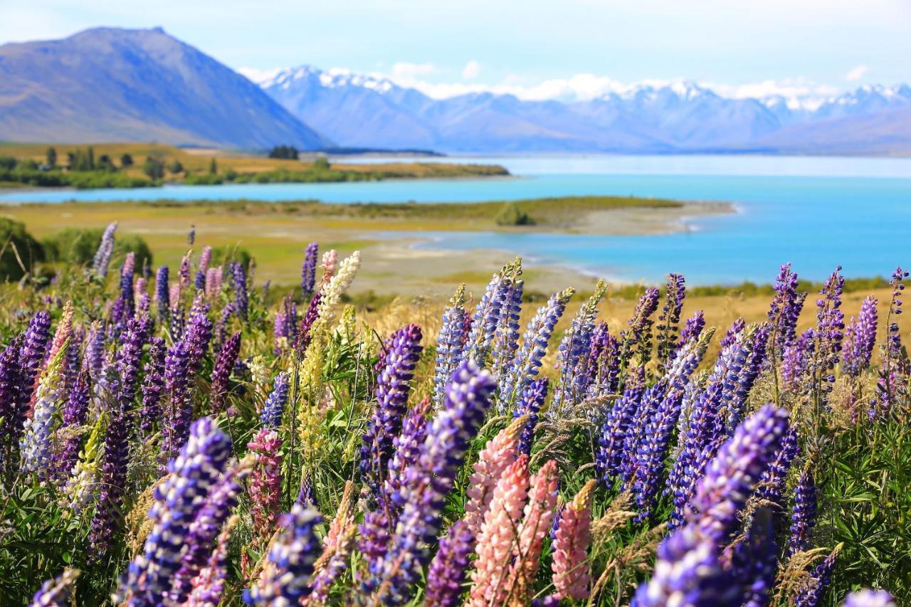 Galaxy Boutique Hotel レイク・テカポ エクステリア 写真 Lupine flowers at Lake Tekapo